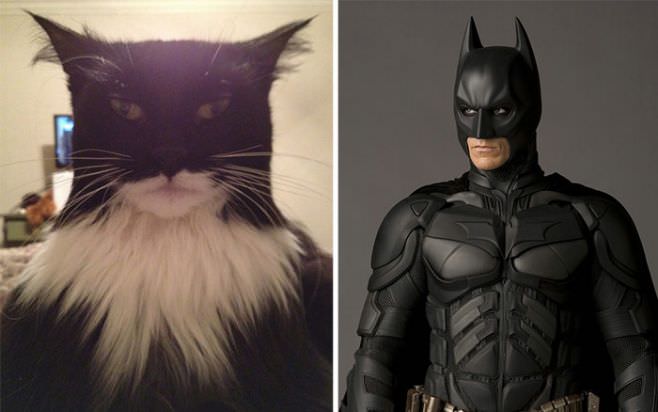 1 Batman Cat