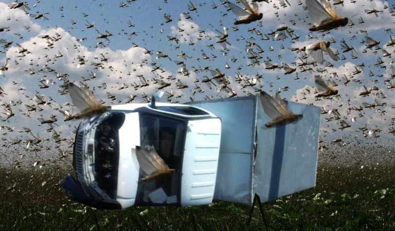 This Country Underwent The Swarming Attack of More Than Million Insects- Is The End Near?