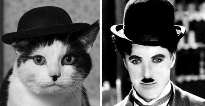 13 Chaplin Cat