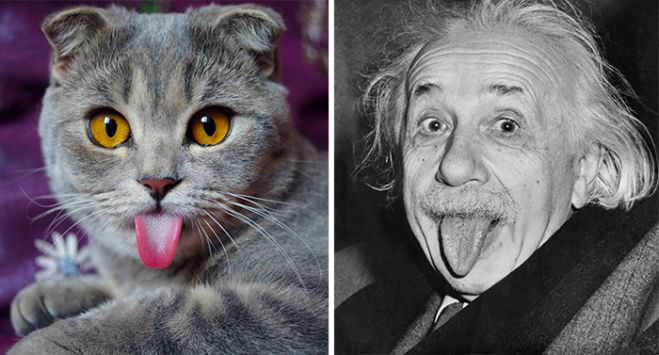 15 Cat Looks Like Einstein