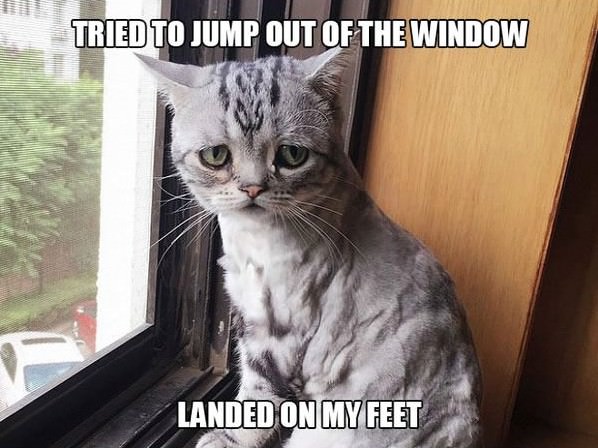 18 hilarious struggles only first world cats will understand 7 killed me 016
