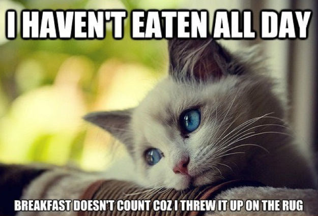 18 hilarious struggles only first world cats will understand 7 killed me 08