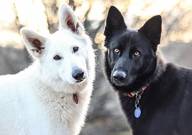 The German Shepherds Wed And Internet Pronounces Them Husband-Wife Wholeheartedly