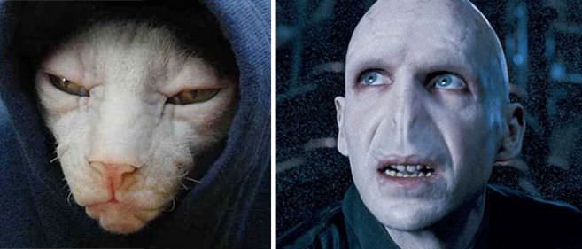 20 Siamese Cat Looks Like Voldemort