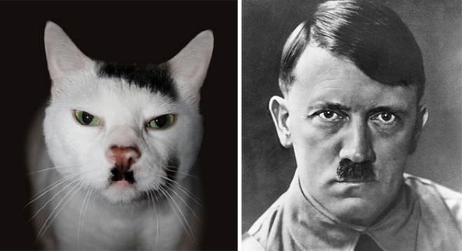 3 Hitler Cat