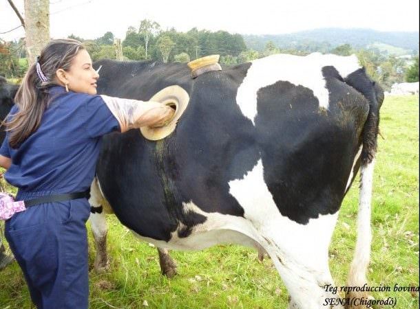What Really Farmers Do to Cows in Switzerland Will Raise Your Brows?