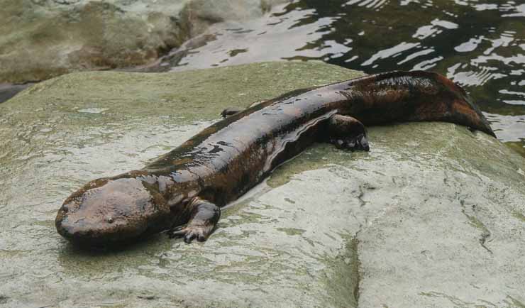 Chinese Giant Salamander 1