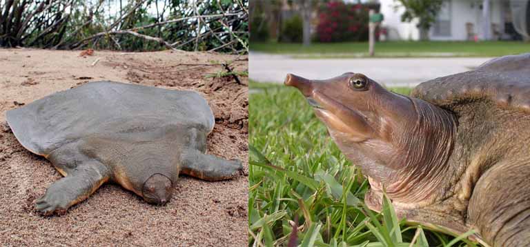 Giant Soft Shelled Turtle