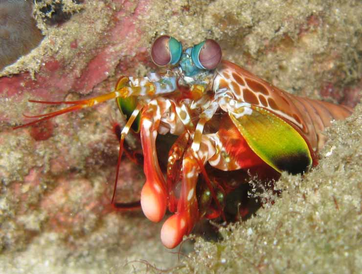 Peacock Mantis Shrimp Unique Animal