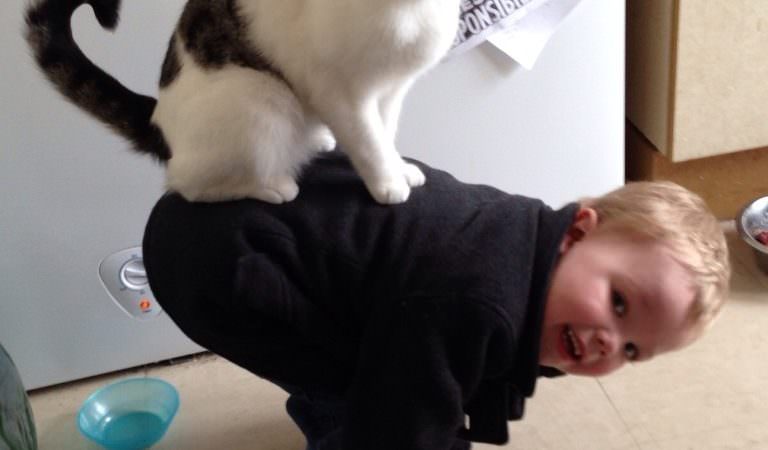 ‘Cats Acting Weird’ Will Make You Adore Them More Than Before
