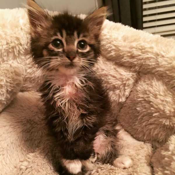 cute pictures of kitten born without elbow joints2