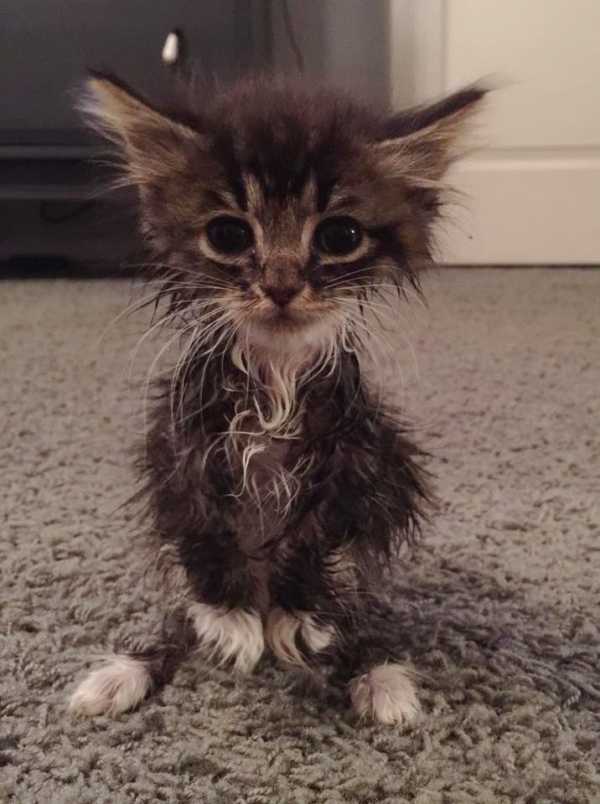 cute pictures of kitten born without elbow joints4