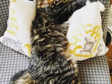 cute pictures of kitten born without elbow joints8
