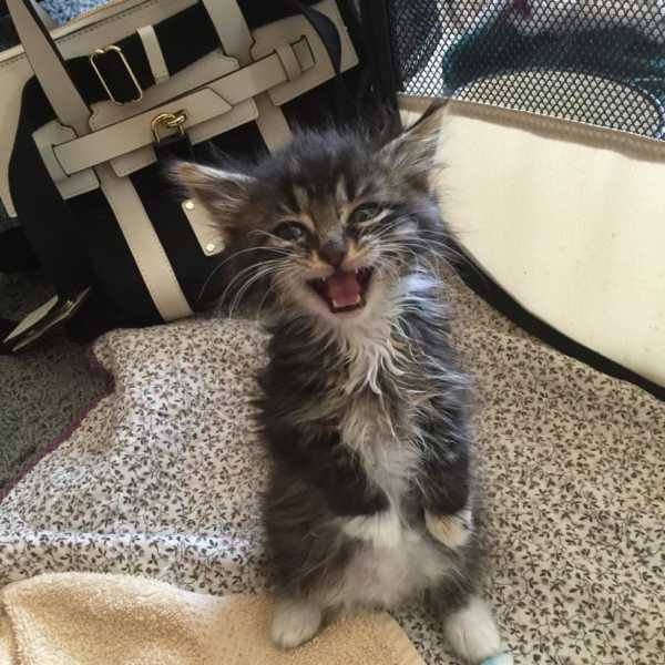 cute pictures of kitten born without elbow joints9