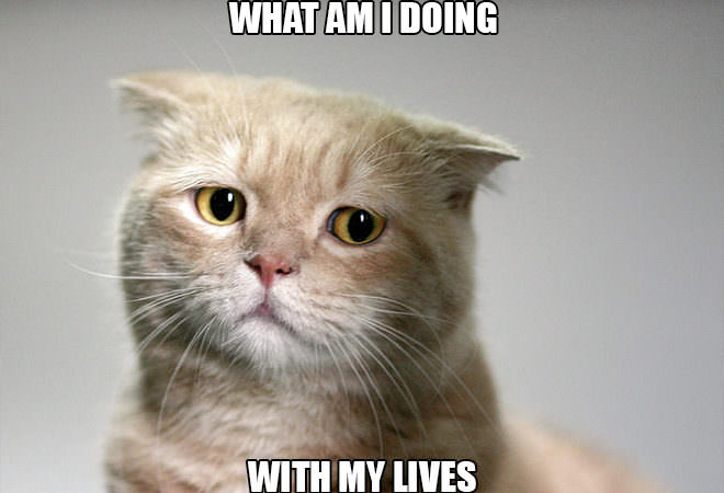 10 Cute Cat Problems