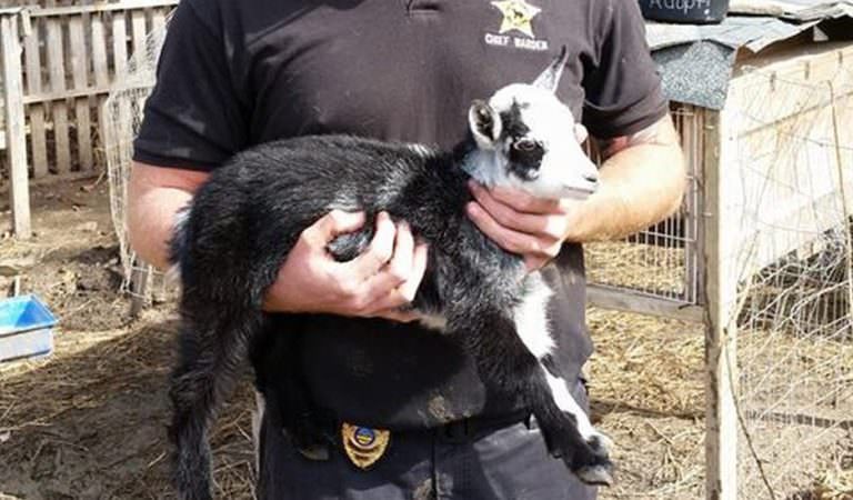 Rescuers Save 130 Animals From ‘Farmyard of Horrors’