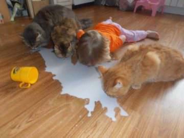 funny child feeding milk with cats