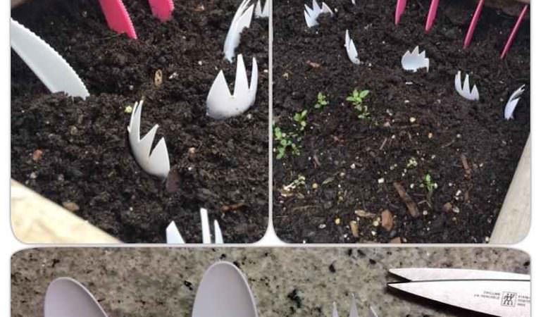 This Plantation Technique Has Helped People Get Rid of Pests Successfully