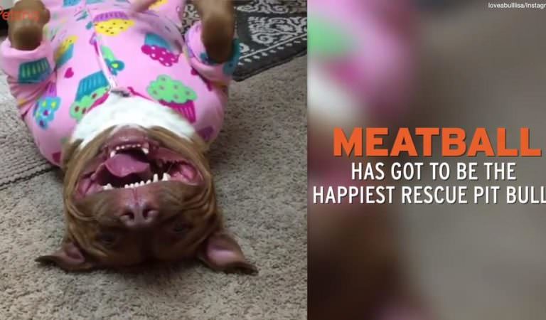 See How The Saddened Face Of This Dog Changed After Being Rescued