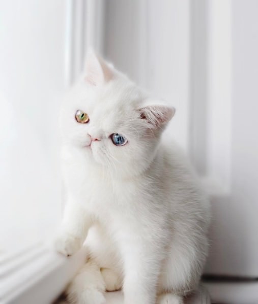 this is pam pam the kitten with heterochromia with incredibly hypnotizing eyes 01 1