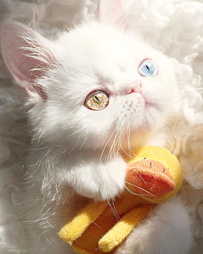 this is pam pam the kitten with heterochromia with incredibly hypnotizing eyes 02