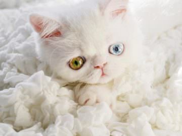 this is pam pam the kitten with heterochromia with incredibly hypnotizing eyes 03