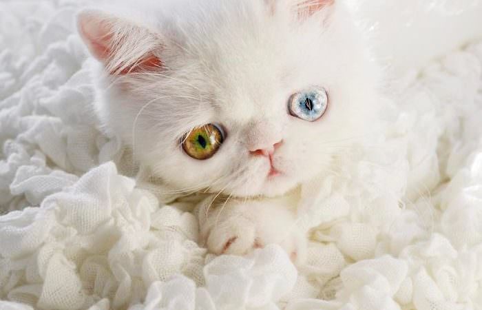 Meet Pam Pam, The Cute Kitten With Heterochromia Condition With Hypnotic Eyes