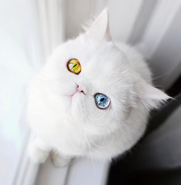 this is pam pam the kitten with heterochromia with incredibly hypnotizing eyes 05
