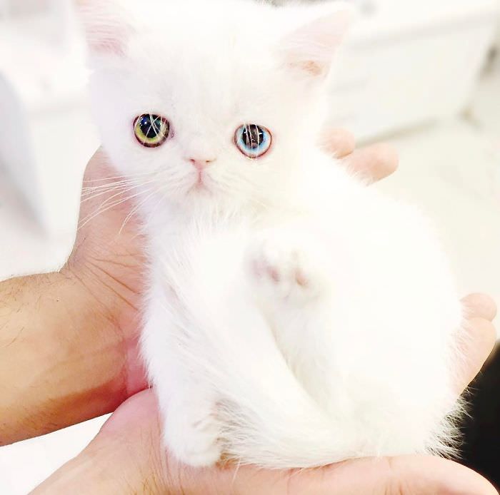 this is pam pam the kitten with heterochromia with incredibly hypnotizing eyes 06