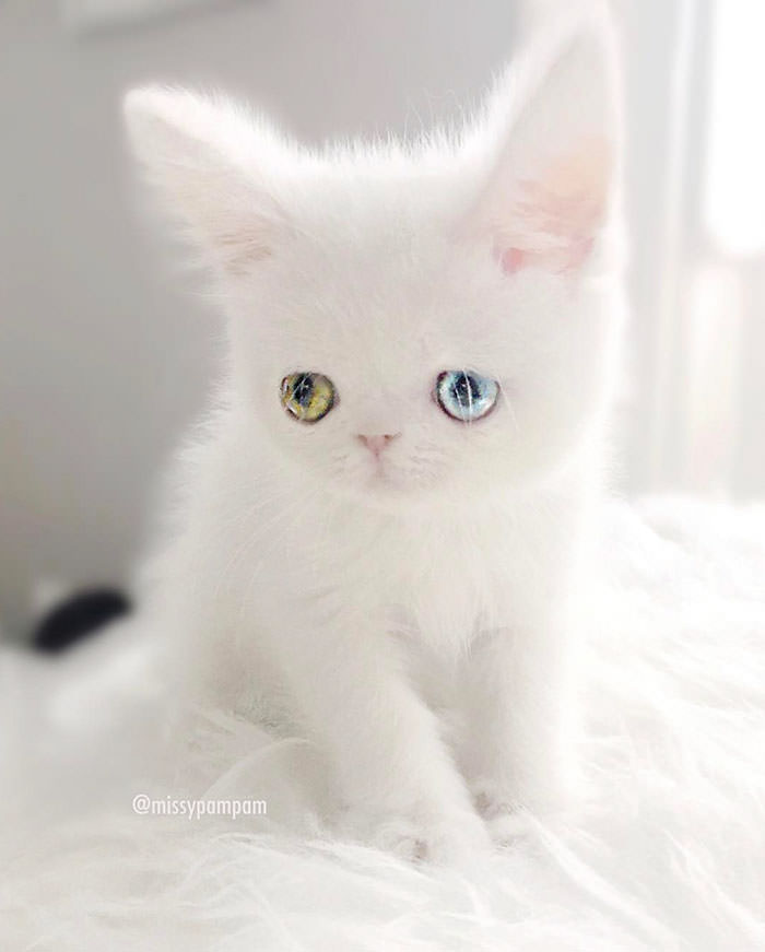 this is pam pam the kitten with heterochromia with incredibly hypnotizing eyes 10