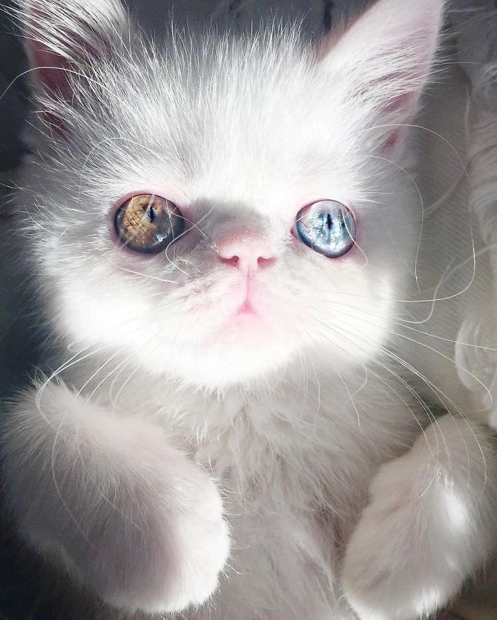 this is pam pam the kitten with heterochromia with incredibly hypnotizing eyes 11