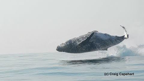 40 Ton Whale Jumps Completely Off The Water And Internet Has No Hesitation Sharing it
