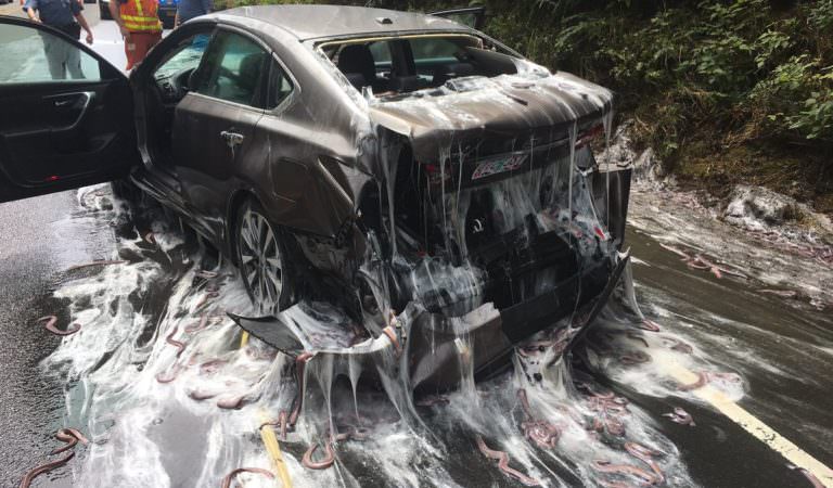 A Truck Loaded with Eels Spilled Into The Highway 101 Oregon