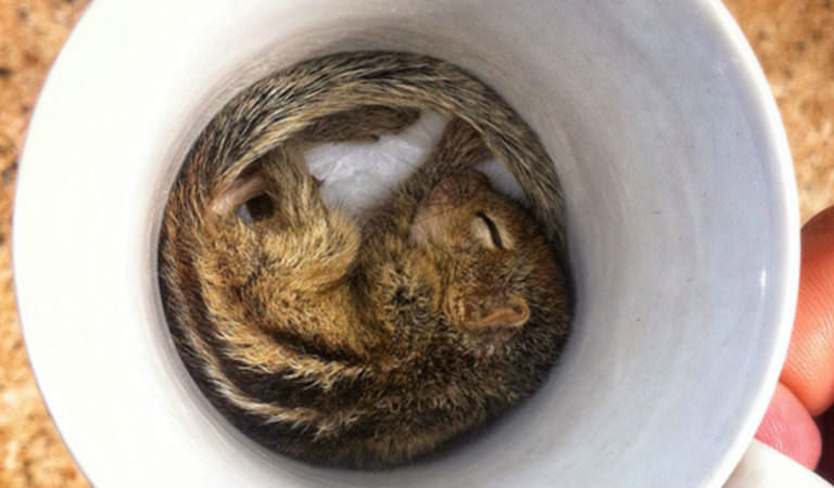 These Pictures Tell Us That Animals Can Sleep Anywhere