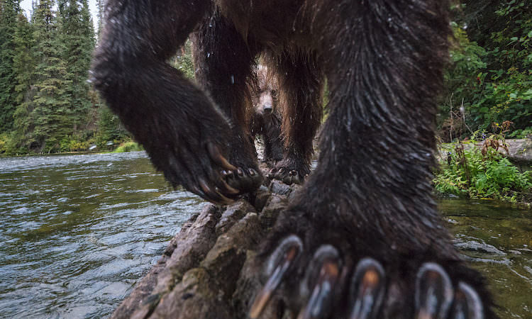 Big Picture Wild Life Images Competition, 2017 Here Are Few of Them