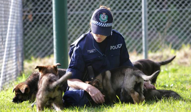 The Lovable New Police Puppies Attracting Internet