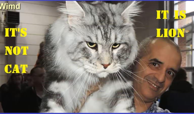 The Adorable Maine Coon Cats, Shown Through Pictures