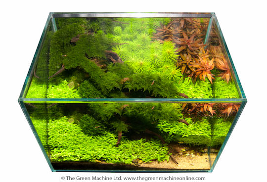 The Art of Adorning Aquarium Interiors & How Exactly it is Done