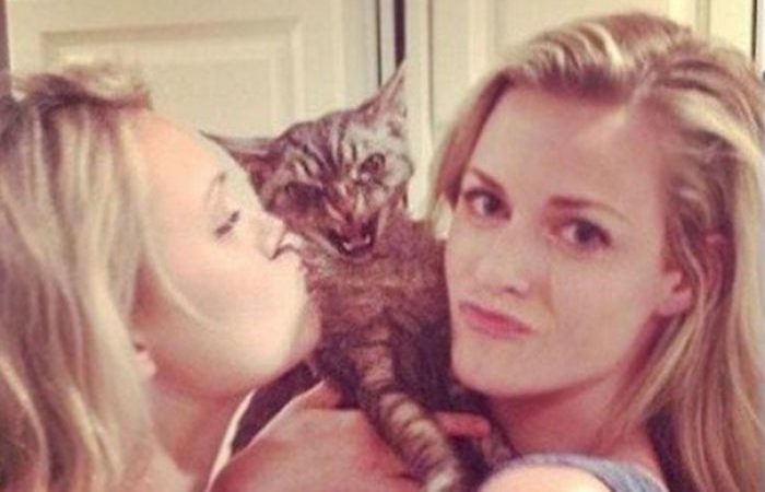 Some Cat Posts You Cannot Control Your Laughter At