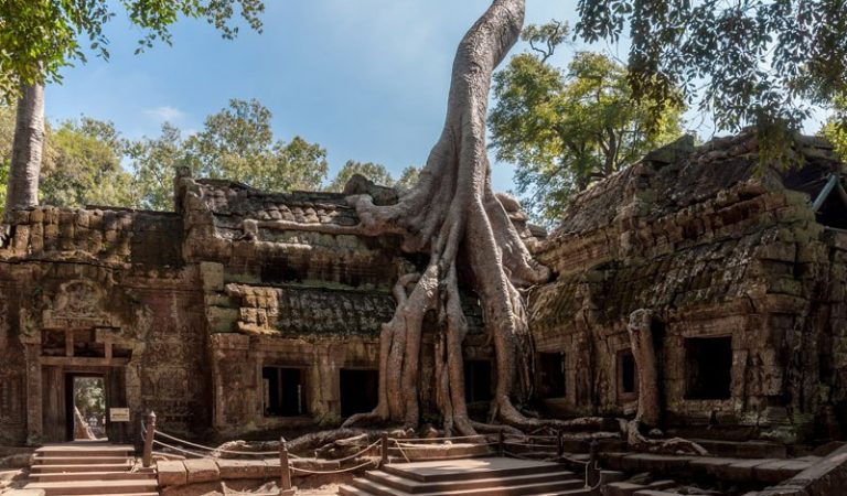 Trees Are Absolute Resilient
