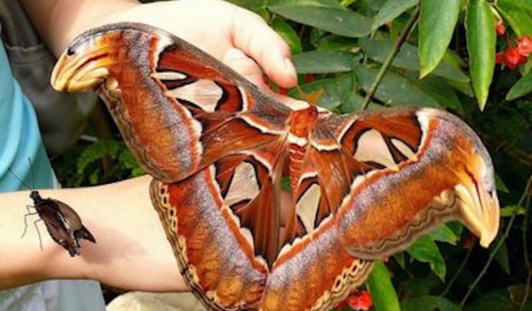 15 Biggest Animals Actually Exist Today