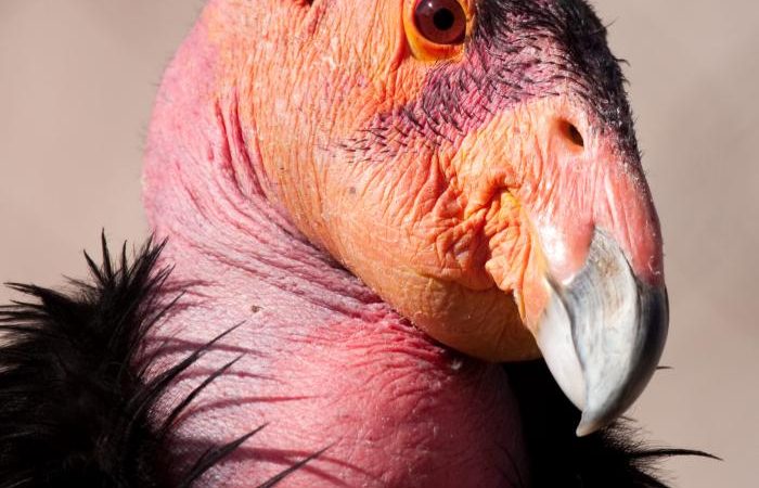 10 Unknown Ugliest Animals On Earth