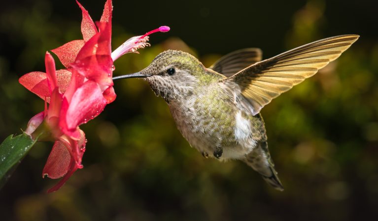 Bonding With The Humming Birds & This is How She Mastered The Art of Whispering Into Their Ears