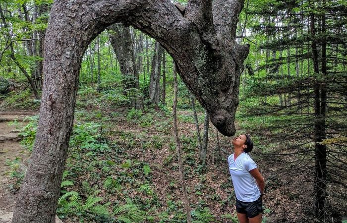 10 Trees That Will Definitely Make You Look Twice