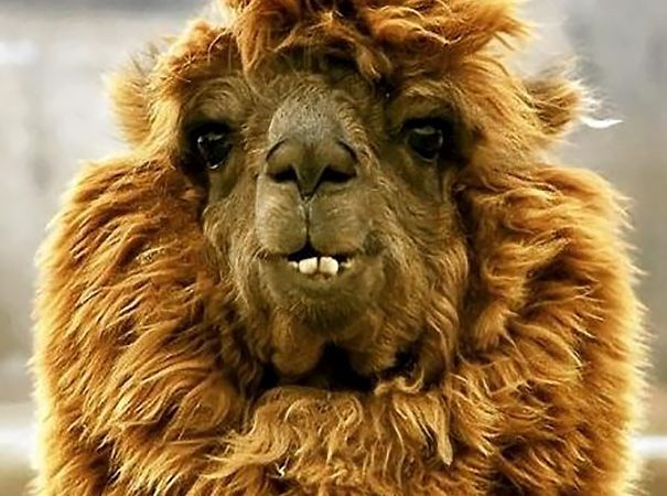 10 Animals You Cannot Stop Laughing At Succeeded at Photobombing Perfectly