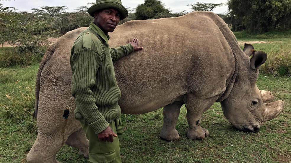 Sudan Worlds Last Male Northern White Rhino Dies 2
