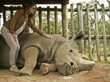 Sudan Worlds Last Male Northern White Rhino Dies 3