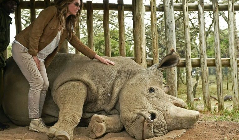 The Last of World’s Male Northern White Rhinos, Dies