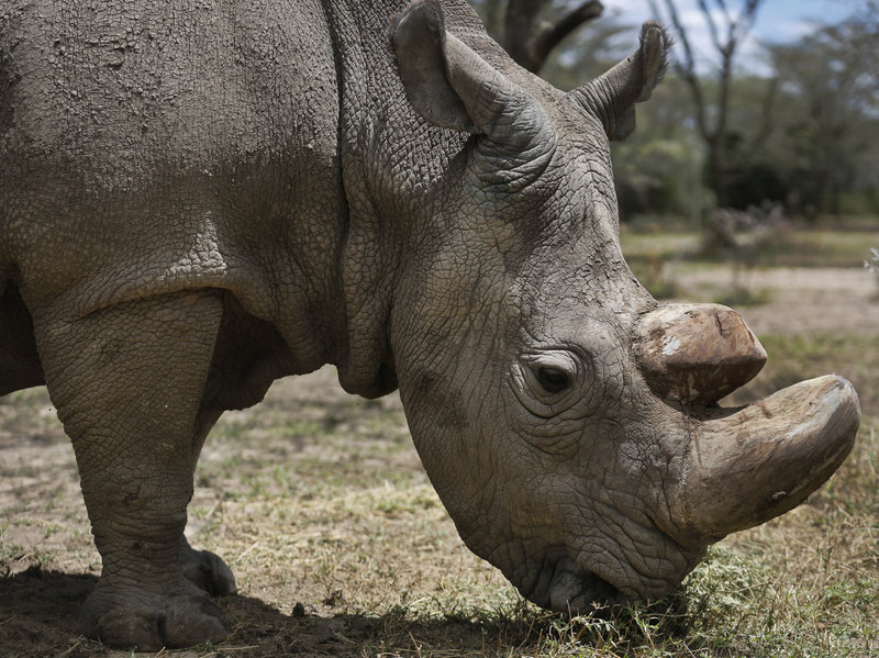Sudan the worlds last male northern white rhino grazes at the Ol Pejeta Conservancy in Kenya in May 2017