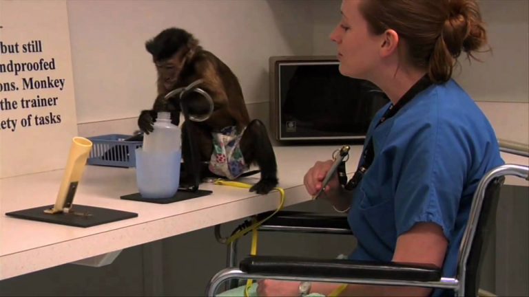monkey helping patients